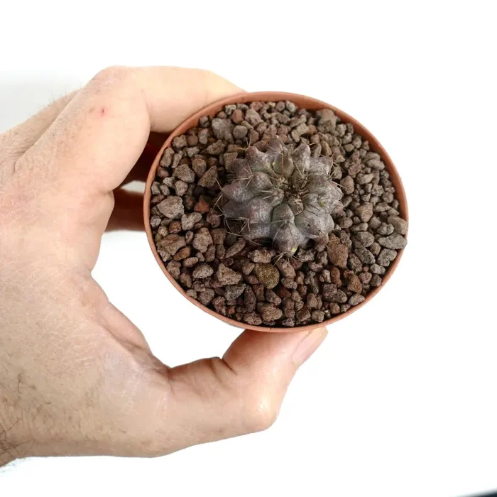 Copiapoa serpentsulcata X Copiapoa longistaminea - immagine 2