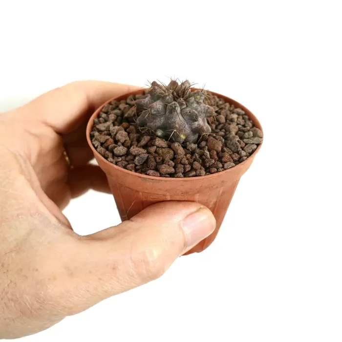 Copiapoa serpentsulcata X Copiapoa longistaminea - immagine 3