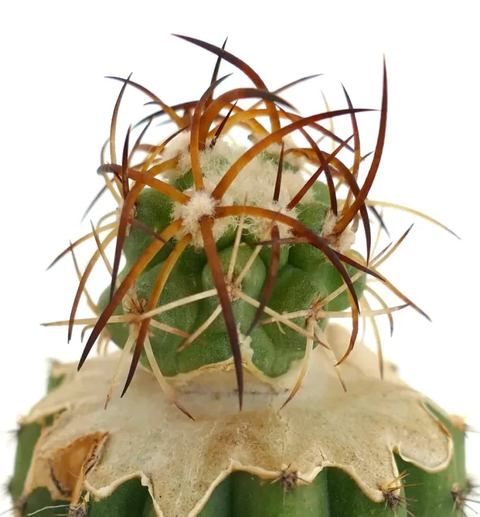 Copiapoa solaris GRAFTED - immagine 2