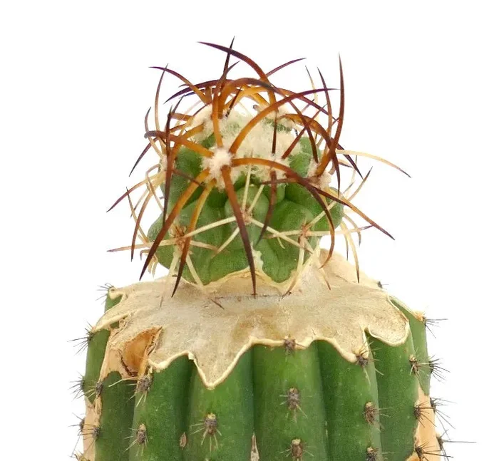 Copiapoa solaris GRAFTED - immagine 3