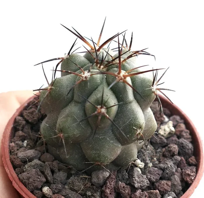 Copiapoa solaris X haseltoniana RZ5 - immagine 2
