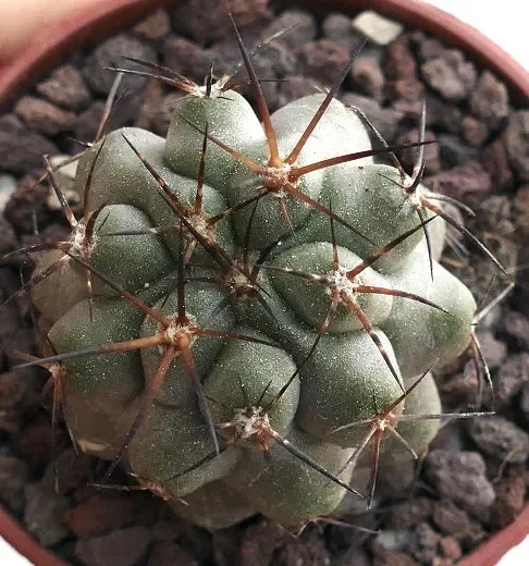 Copiapoa solaris X haseltoniana RZ5 - immagine 3