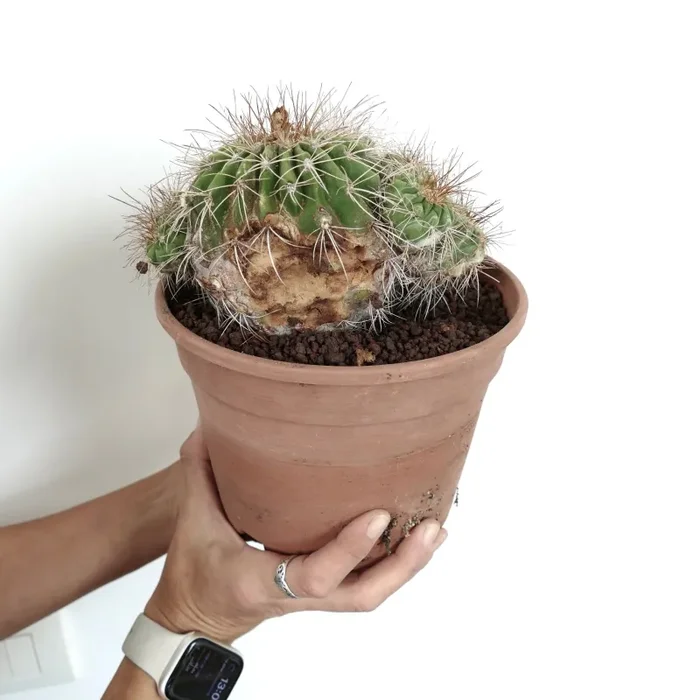 Copiapoa superba CLUSTER - immagine 2