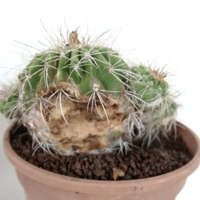 Copiapoa superba CLUSTER - immagine 3