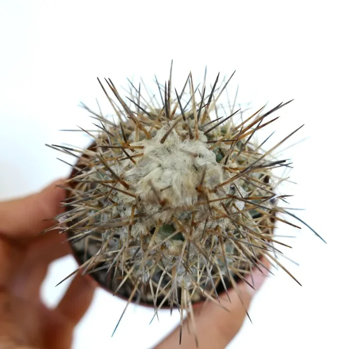 Copiapoa taltalensis - immagine 2