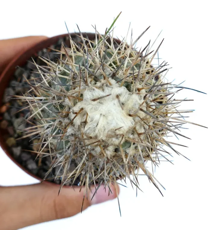 Copiapoa taltalensis - immagine 3