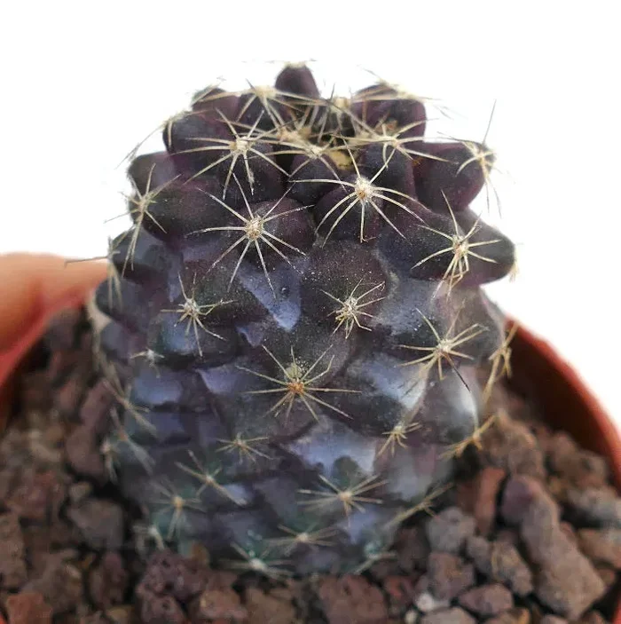 Copiapoa tenuissima 110JJP - immagine 2