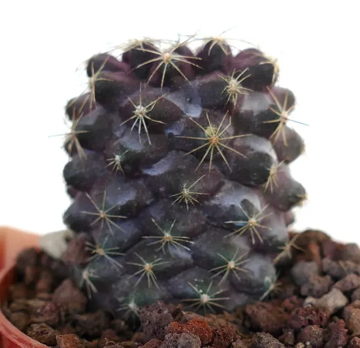 Copiapoa tenuissima 110JJP - immagine 3