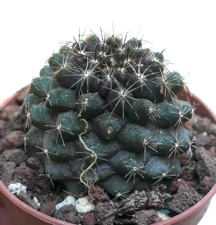 Copiapoa tenuissima DQ69 - immagine 2