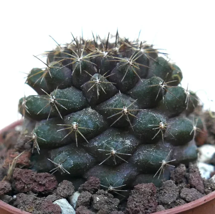 Copiapoa tenuissima DQ69 - immagine 3