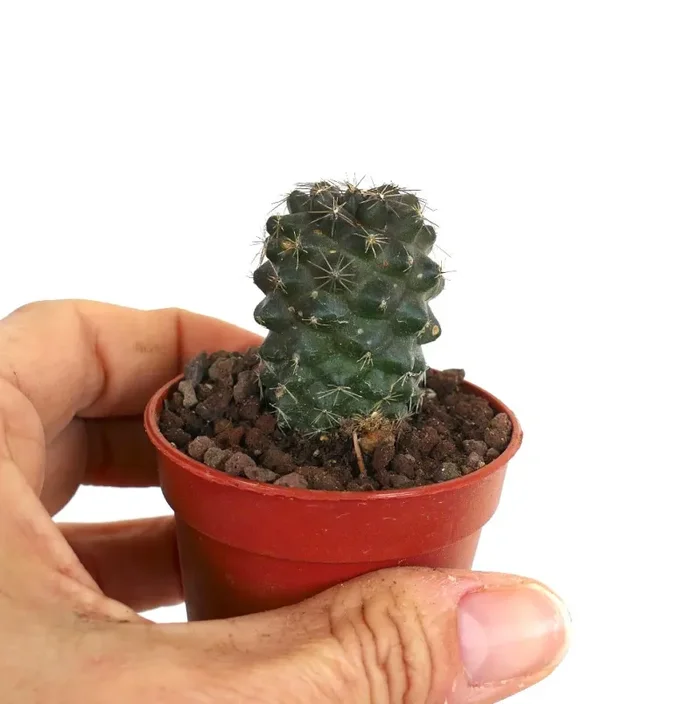Copiapoa tenuissima EUQ43 - immagine 2