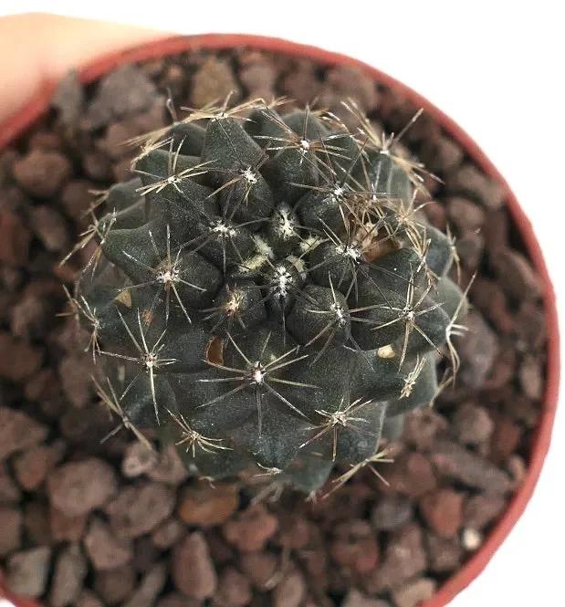 Copiapoa tenuissima EUQ43 - immagine 3