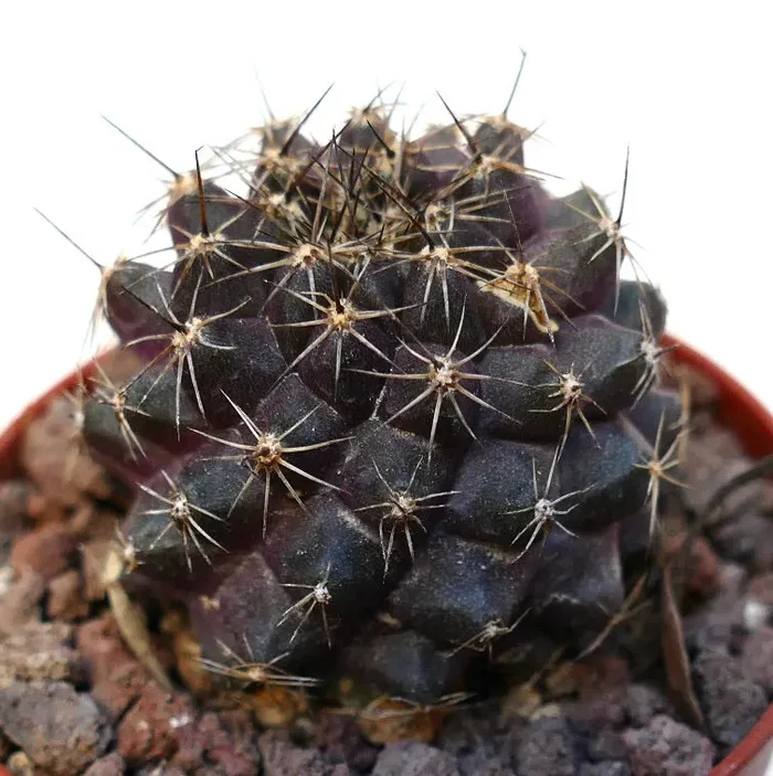 Copiapoa tenuissima SAB82-DQ69