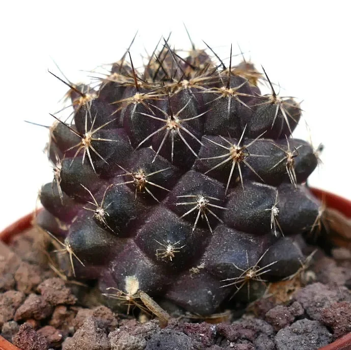 Copiapoa tenuissima SAB82-DQ69 - immagine 2