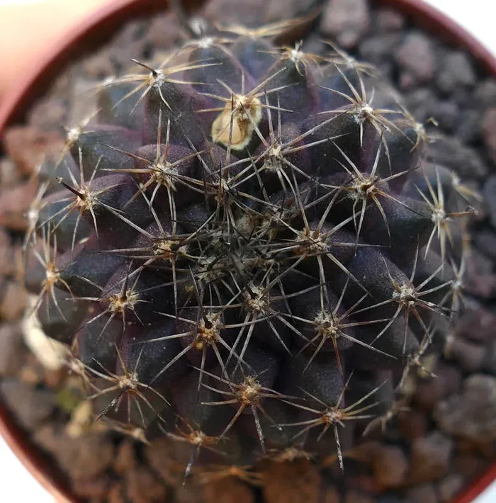 Copiapoa tenuissima SAB82-DQ69 - immagine 3