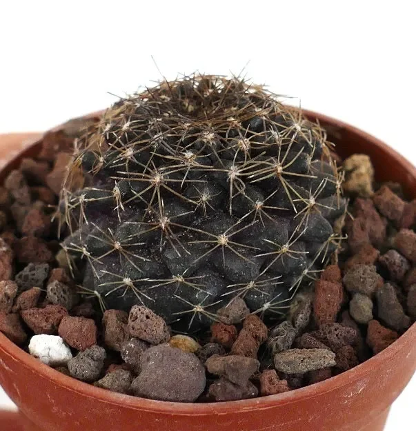 Copiapoa tenuissima SOUTH-EAST OF ANTOFAGASTA PR8 - immagine 2