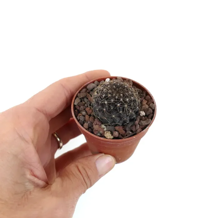 Copiapoa tenuissima SOUTH-EAST OF ANTOFAGASTA PR8 - immagine 3