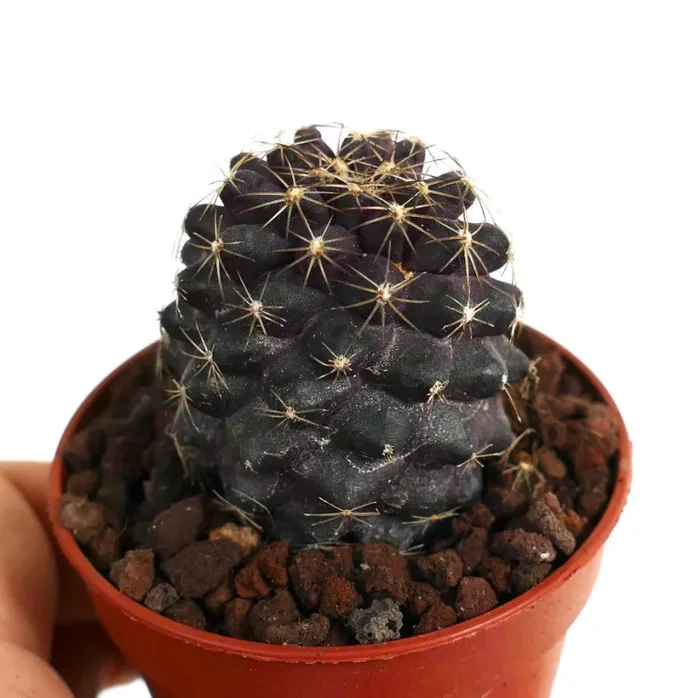 Copiapoa tenuissima SOUTH-EAST OF ANTOFAGASTA TR1-81 - immagine 2