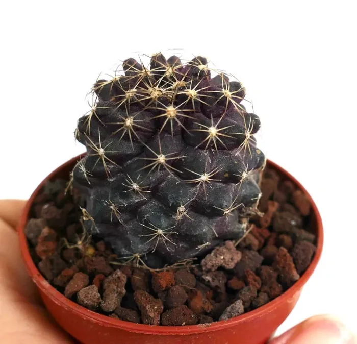 Copiapoa tenuissima SOUTH-EAST OF ANTOFAGASTA TR1-81 - immagine 3