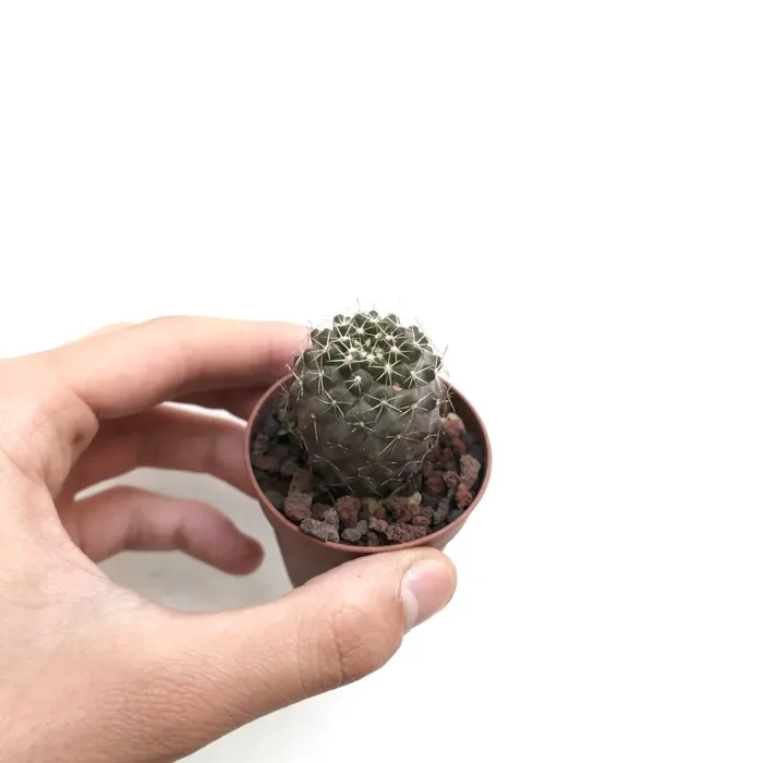 Copiapoa tenuissima X humilis C128A - immagine 2