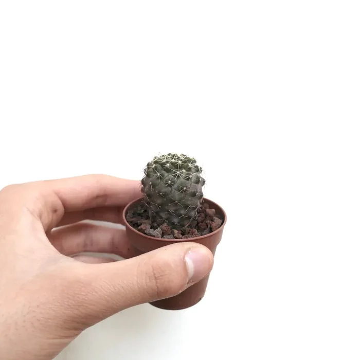 Copiapoa tenuissima X humilis C128A - immagine 3