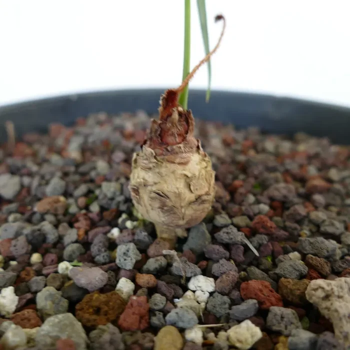 Cycas chevalieri near ‘Dak Rong, Rao Quan River’ Moda