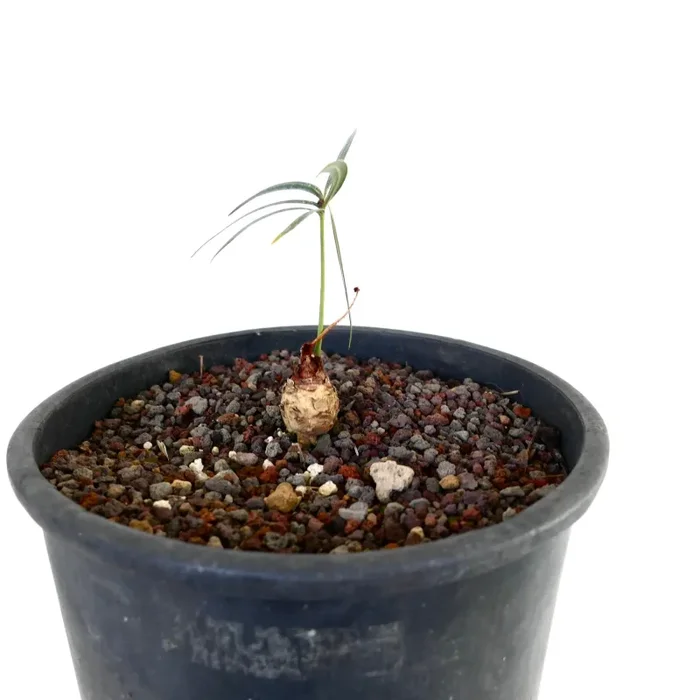 Cycas chevalieri near ‘Dak Rong, Rao Quan River’ Moda - immagine 3