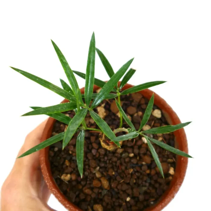 Cycas siamensis 2-3cm - immagine 3