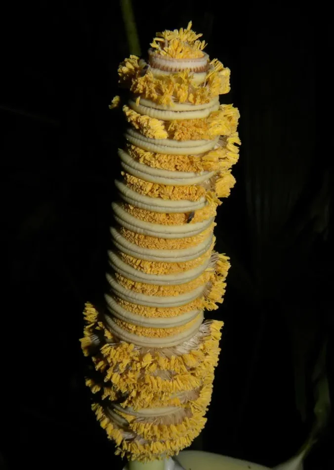 Cyclanthus bipartitus SEEDS