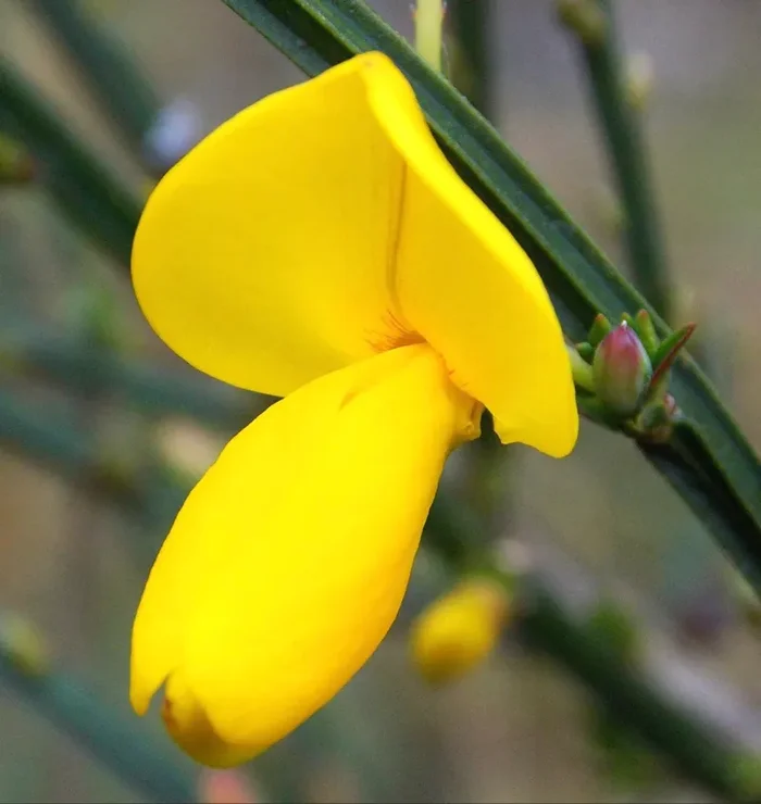 Cytisus scoparius SEEDS