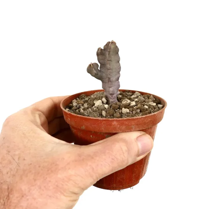 Desmidorchis flava (syn. Caralluma flava) BRANCHED