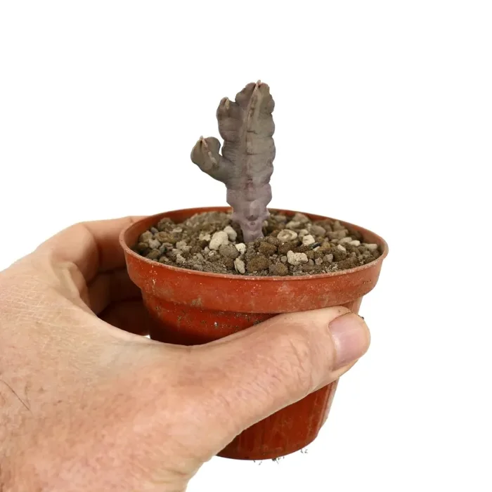 Desmidorchis flava (syn. Caralluma flava) BRANCHED - immagine 2