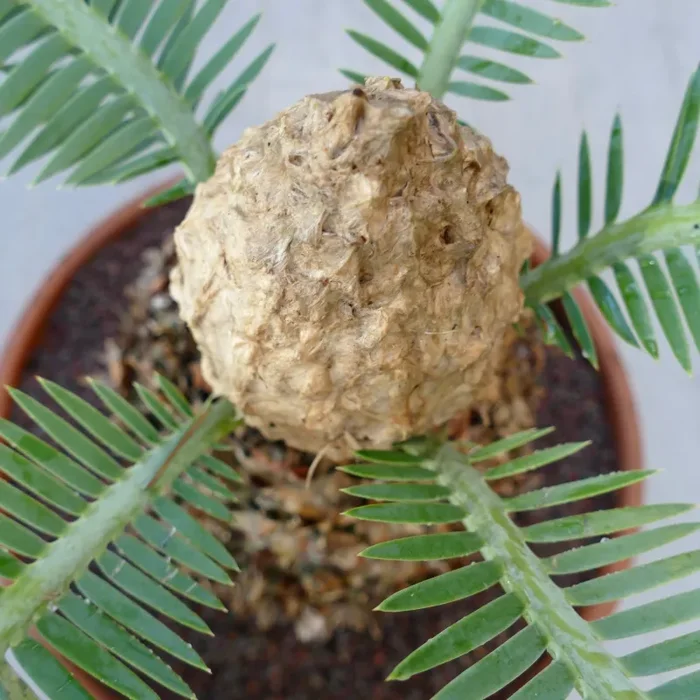 Dioon edule “Rio Verde” (PIANTA FEMMINA) Vendita calda online - immagine 3