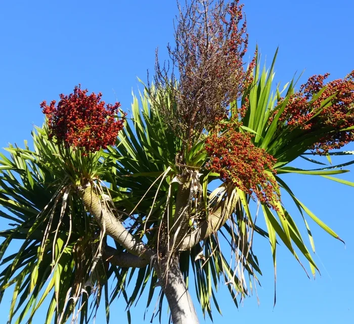 Dracaena cochinchinensis SEMI