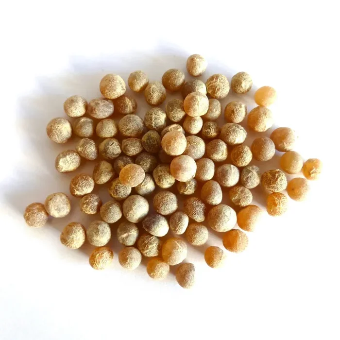 Dracaena cochinchinensis SEMI - immagine 2