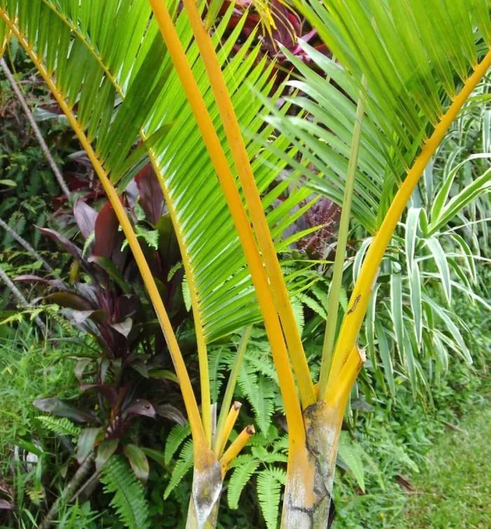 Dypsis lutescens