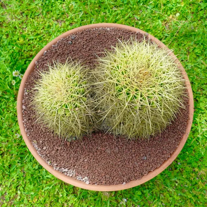 Echinocactus grusonii 2 HEADS