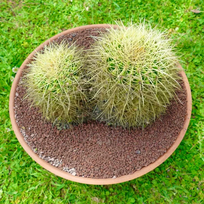 Echinocactus grusonii 2 HEADS - immagine 2