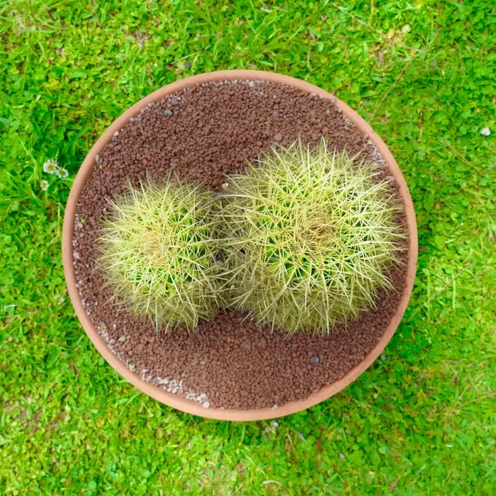 Echinocactus grusonii 2 HEADS - immagine 3