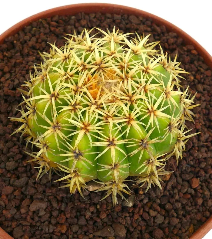 Echinocactus grusonii form brevispinus Fornitura
