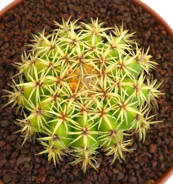 Echinocactus grusonii form brevispinus Fornitura - immagine 2
