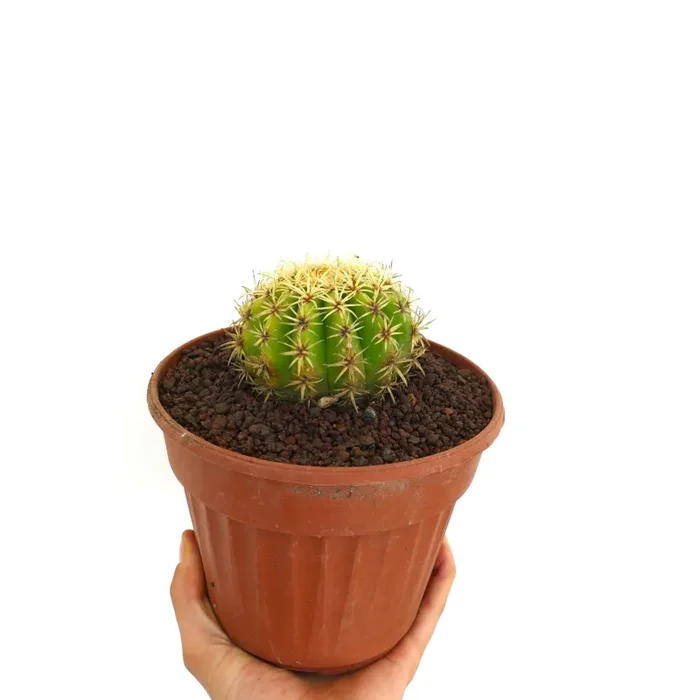 Echinocactus grusonii form brevispinus Fornitura - immagine 3