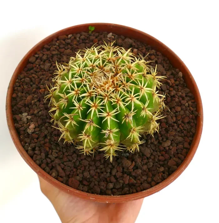 Echinocactus grusonii form brevispinus - immagine 2