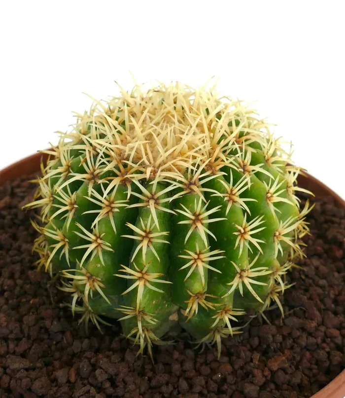 Echinocactus grusonii form brevispinus - immagine 2