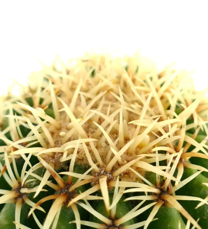 Echinocactus grusonii form brevispinus - immagine 3