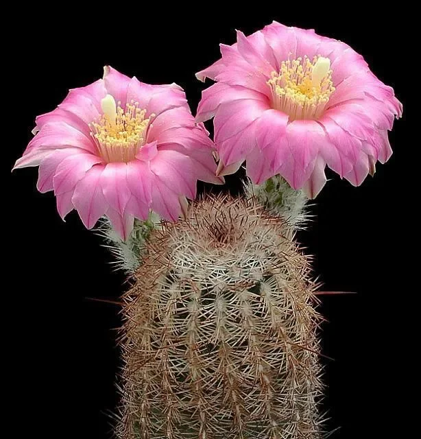 Echinocereus adustus SEEDS Saldi