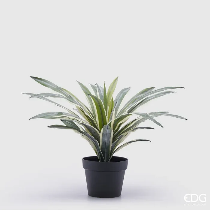 EDG Enzo De Gasperi Agave Succ. con Vaso Artificiale H 45 Cm Green Mix