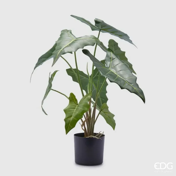 EDG Enzo De Gasperi Alocasia Chic con Vaso Artificiale H 58 Cm Green Vendita online