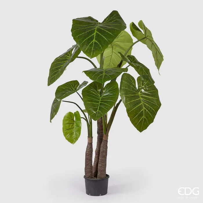 EDG Enzo De Gasperi Alocasia con Vaso Artificiale H 210 Cm Green Online ora