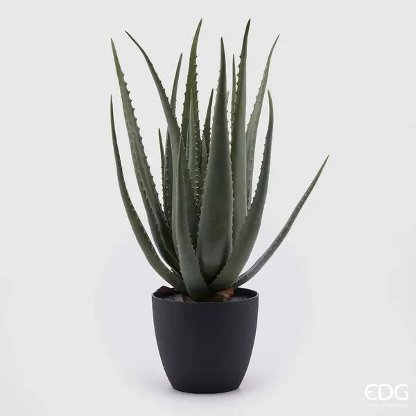 EDG Enzo De Gasperi Aloe Chic con Vaso H 70 Cm Colore Verde